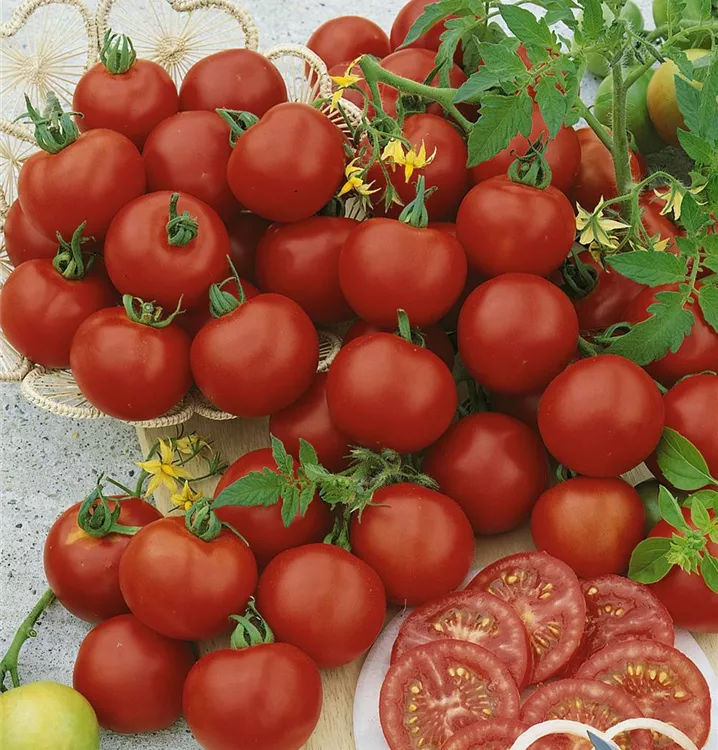 Tomate 'Harzfeuer F1'