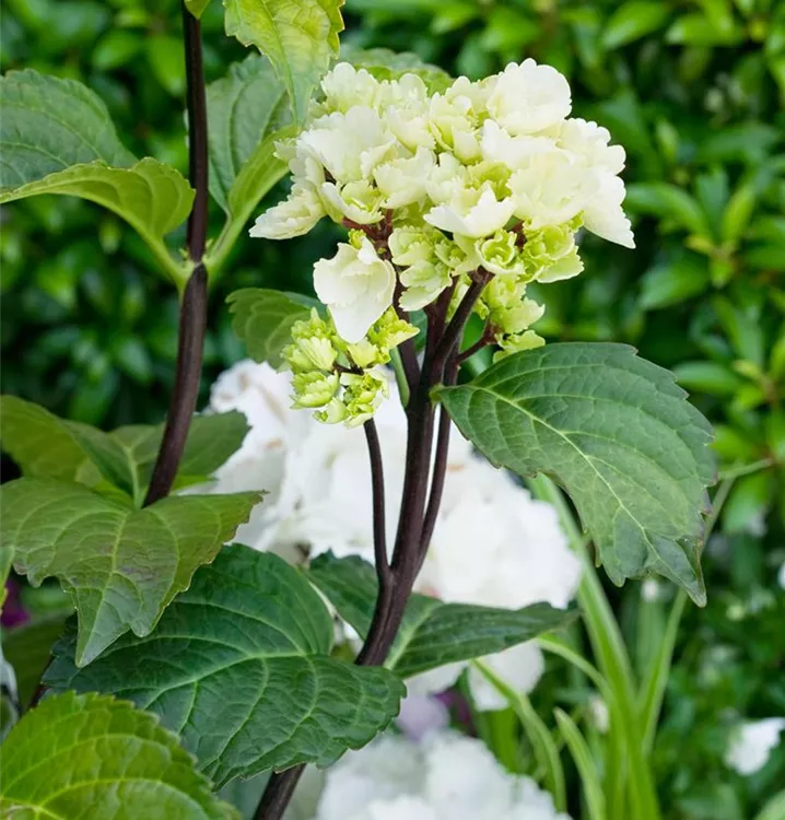 Gartenhortensie 'Black Steel'®