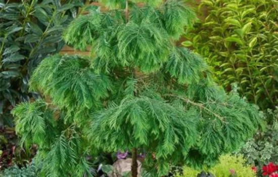 Chinesisches Rotholz 'Matthaei Broom'