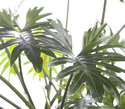 Philodendron 'Xanadu'