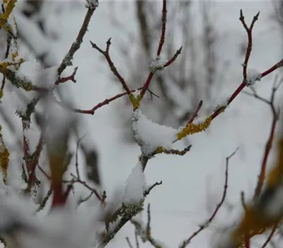 Winterschutz für Pflanzen – So geht´s gesund durch den Winter