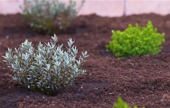 Strauchveronika - Einpflanzen im Garten