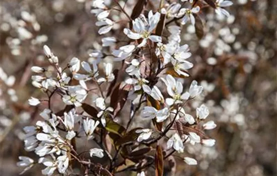 Tipp für kleine Gärten: Felsenbirne