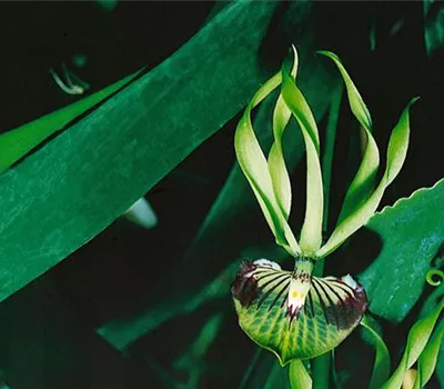 Encyclia 'Green Hornet'