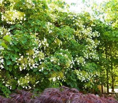 Kletterhortensie