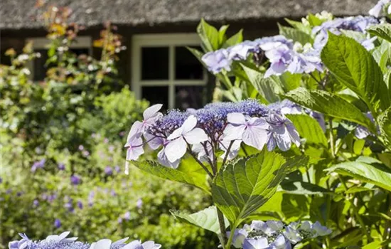 Hortensien überwintern – gesund durch die kalte Jahreszeit