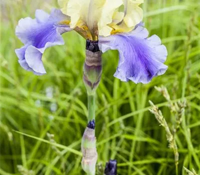 Hohe Bart-Iris