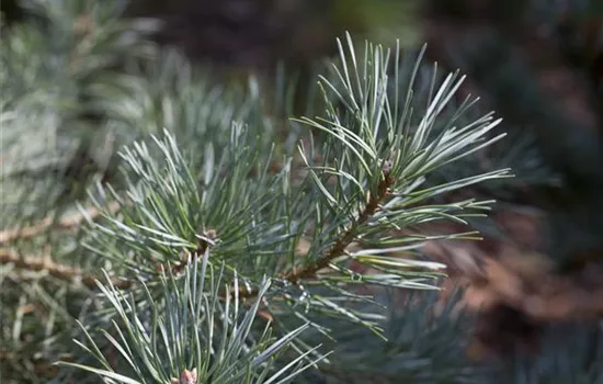 Wald-Kiefer 'Glauca'