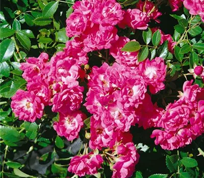 Bodendeckerrose 'Lovely Fairy'®