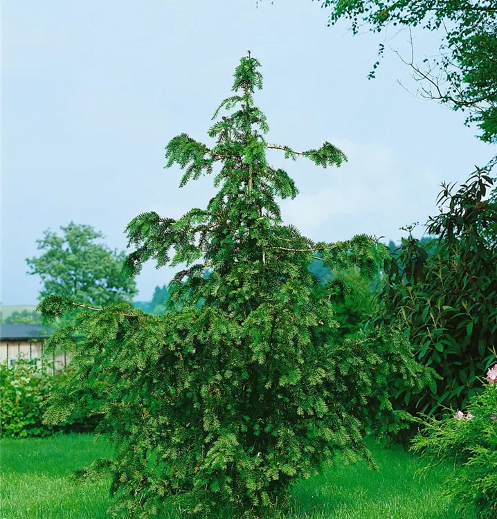 Adlerschwingen-Eibe 'Dovastoniana'