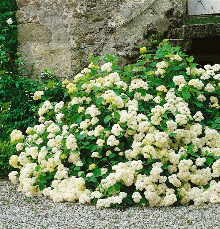 Strauch-Hortensie