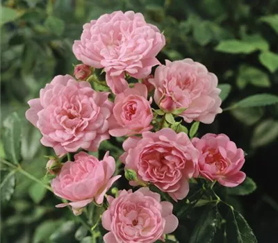 Bodendeckerrose 'The Fairy'