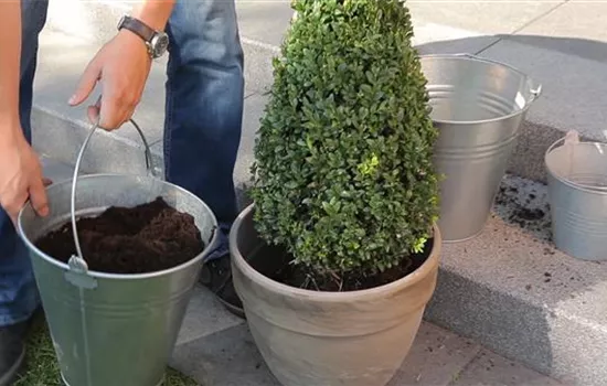 Buchsbaum - Einpflanzen in ein Gefäß