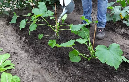 Zucchini - Einpflanzen im Gemüsebeet