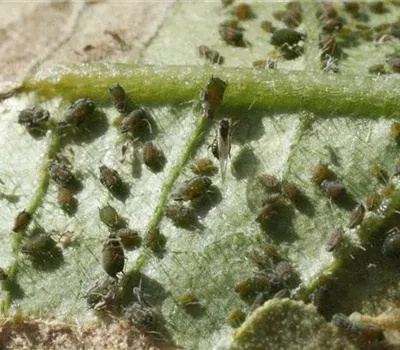 Blattläuse an Gurken