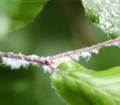 Blattläuse an Buchen Blattläuse an Buchen