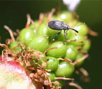 Blütenstecher an Brombeeren