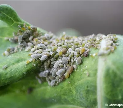Mehlige Kohlblattlaus