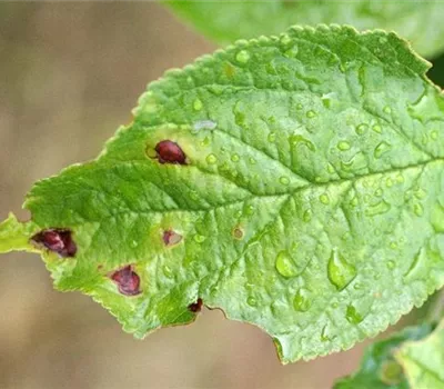 Schrotschusskrankheit bei Pflaumen und Zwetschen