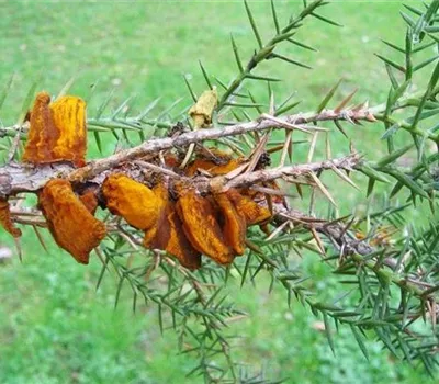 Wacholderblasenrost