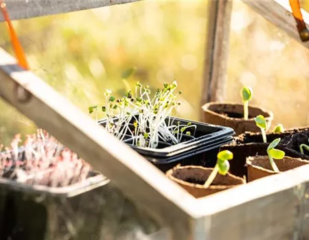 Gemüseanbau im Gewächshaus – mit guter Planung ganzjährig ernten
