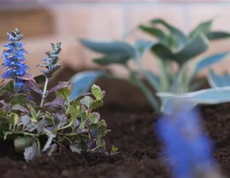 Kriechender Günsel - Einpflanzen im Garten Kriechender Günsel - Einpflanzen im Garten