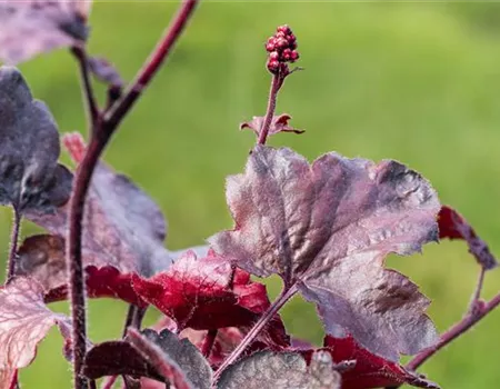 Silberglöckchen - Einpflanzen im Garten Silberglöckchen - Einpflanzen im Garten