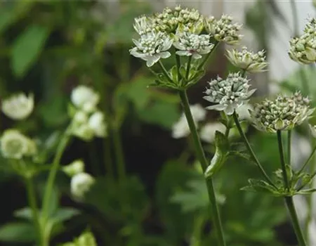 Sterndolde - Einpflanzen im Garten Sterndolde - Einpflanzen im Garten
