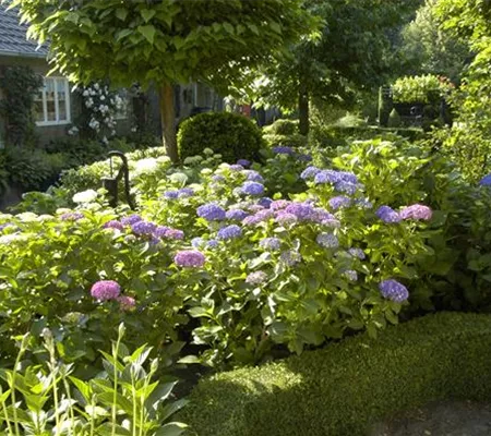 Bäume und Sträucher im Frühjahr – es müssen nicht immer Blumen sein