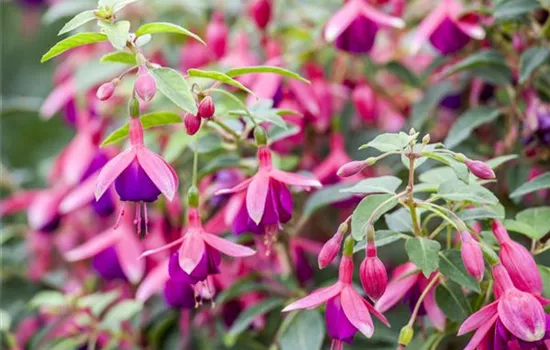 Fuchsien – exotische Schönheiten für Balkon und Garten