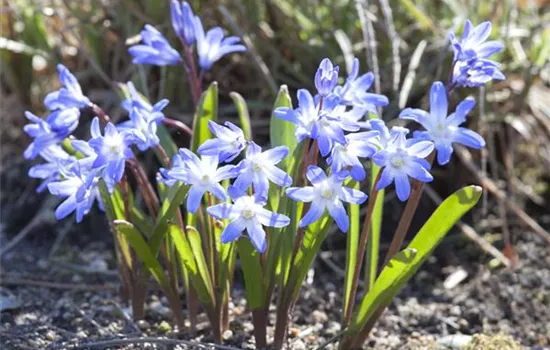 Blumenzwiebeln im Steingarten – So gelingt die Farbenpracht