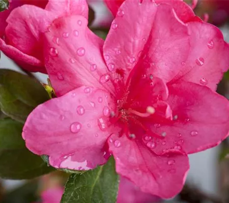 Die Zimmerazalee – bunte Schönheit bei tristem Wetter