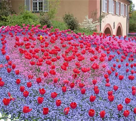 Gartenjahr voller Blüten – Blumenzwiebeln für jede Jahreszeit