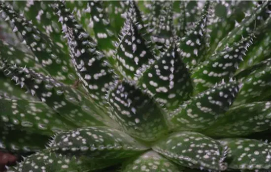 Haworthia - Umtopfen