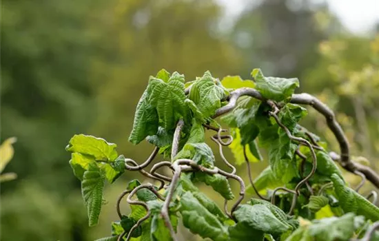 Beliebte Laubgehölze für den eigenen Garten