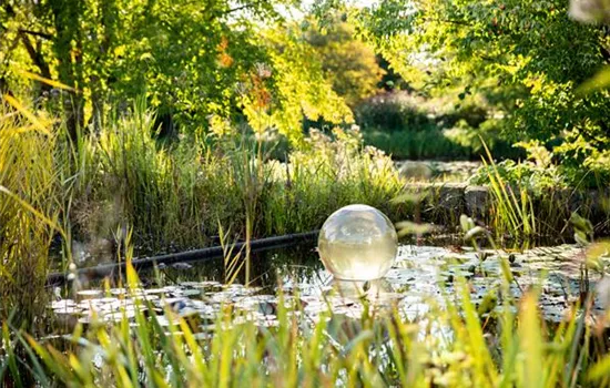 Wasserpflanzen pflegen für die Gesundheit der Pflanzen