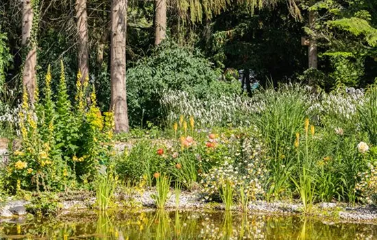 Wasserpflanzen und was sie im Teich so besonders macht