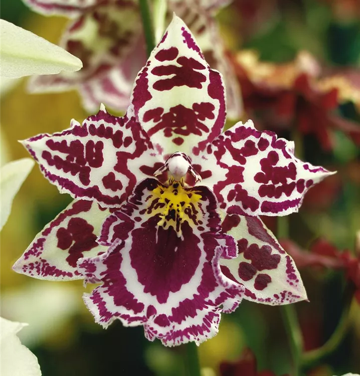 Orchidee 'Eurostar'