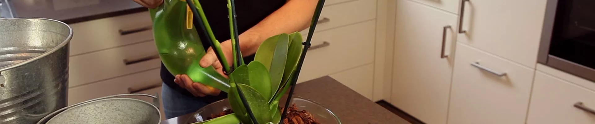 Orchidee - Einpflanzen in ein Gefäß (thumbnail).jpg