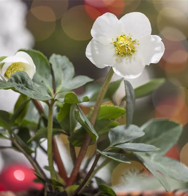 Christrose
