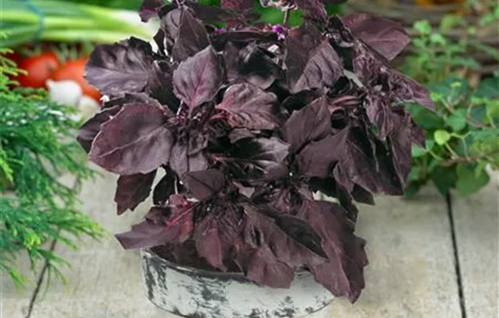 Garten-Basilikum 'Atropurpureum'