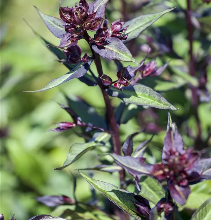 Garten-Basilikum 'Magic Blue'