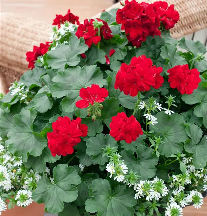 Hybrid-Pelargonie 'Calliope'®