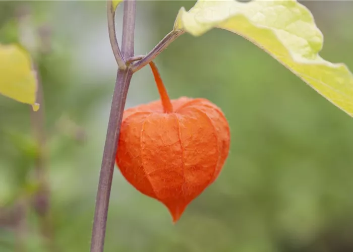 Die Lampionblume: alles andere als ein Nachtschattengewächs