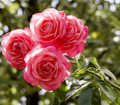 Kletterrose 'Rosanna'®